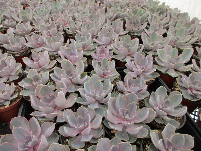 Echeveria Perlevon nurnberg 6inch pot size
