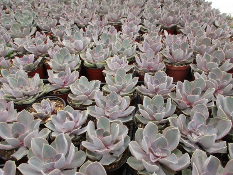 Echeveria Perlevon nurnberg 6inch pot size
