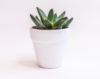 Live Succulent 2.5 inch   -- Build your Box Add On -- Add On