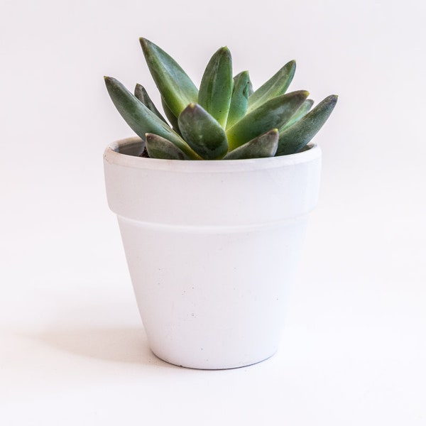 Live Succulent 2.5 inch   -- Build your Box Add On -- Add On