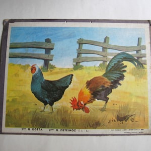 50&#39;s Greek school poster, hen and rooster