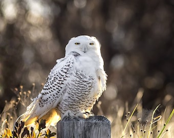 Snowy Owl in Early Morning Backlight - Salisbury Beach State Reservation, Massachusetts - Bird Photo Print - Free Shipping