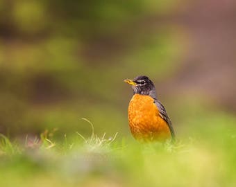 American Robin Standing in Spring Colors - Maudslay State Park, Massachusetts - Bird Photo Print - Free Shipping