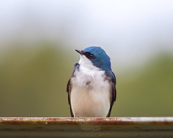 Tree Swallow - Mass Audubon Ispwich River Wildlife Sanctuary, Massachusetts - Bird Photo Print - Free Shipping