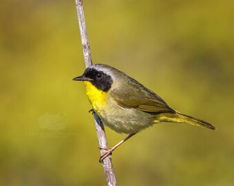 Common Yellowthroat Warbler - Hermit Island, Maine - Bird Photo Print - Free Shipping