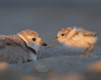 Piping Plover Chick and Mother in Sunset Light - Parker River Wildlife Refuge, Massachusetts - Bird Photo Print - Free Shipping