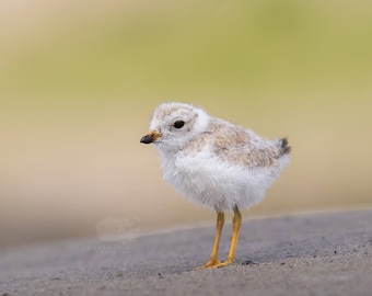 Piping Plover Juvenile - Parker River Wildlife Refuge, Sandy Point Reservation, Massachusetts - Bird Photo Print - Free Shipping