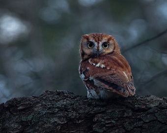 Eastern Screech Owl - Newton, Massachusetts - Bird Photo Print - Free Shipping