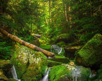 Lush - Falling Waters Trail, White Mountains, New Hampshire - New England -  Photo Print - Home Decor - Wall Art - Free Shipping