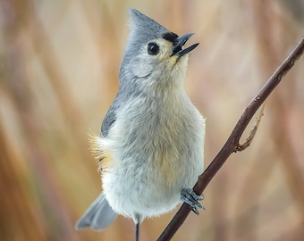 Tufted Titmouse Singing in Front of Autumn Colors - Connecticut - Bird Photo Print - Free Shipping