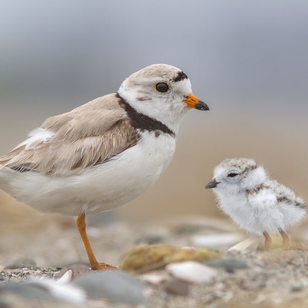Piping Plover Chick and Adult Parent - Revere Beach, Massachusetts - Bird Photo Print - Free Shipping