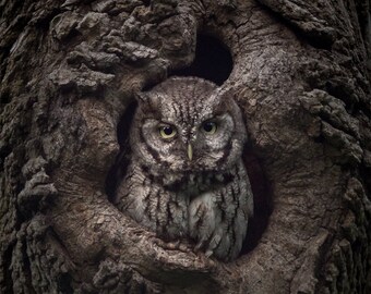 Eastern Screech Owl Photo Print | Wildlife Photography Wall Art | Owl Lover Gift | Birdwatching Decor | Massachusetts Nature Photography