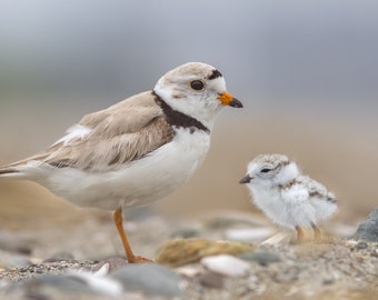 Piping Plover Chick and Adult Parent - Revere Beach, Massachusetts - Bird Photo Print - Free Shipping