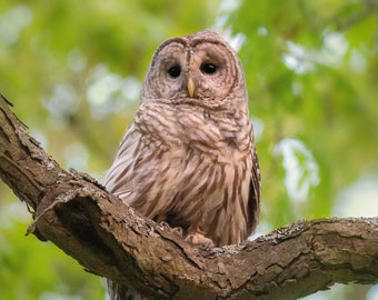Barred Owl in Afternoon Sunlight - Massachusetts - Bird Photo Print -  - Free Shipping