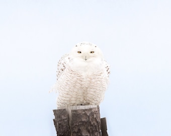 Snowy Owl With a Sharp Stare - Duxbury Beach, Massachusetts - Bird Photo Print - Free Shipping