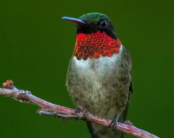 Ruby Throated Hummingbird Male - Mass Audubon Ipswich River Wildlife Sanctuary, Massachusetts - Bird Photo Print - Free Shipping