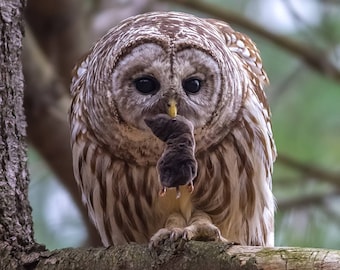 Barred Owl with Fresh Prey - Massachusetts - Bird Photo Print - Free Shipping