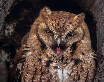 Red Morph Eastern Screech Owl - Newbury, Massachusetts - Bird Photo Print - Free Shipping