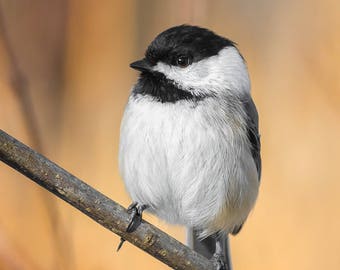 Black-Capped Chickadee Perched - Ipswich River Wildlife Sanctuary, Massachusetts - Bird Photo Print - Free Shipping