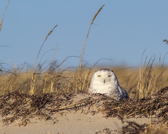 Snowy Owl in Beach Dune - Duxbury Beach, Massachusetts - Bird Photo Print - Free Shipping