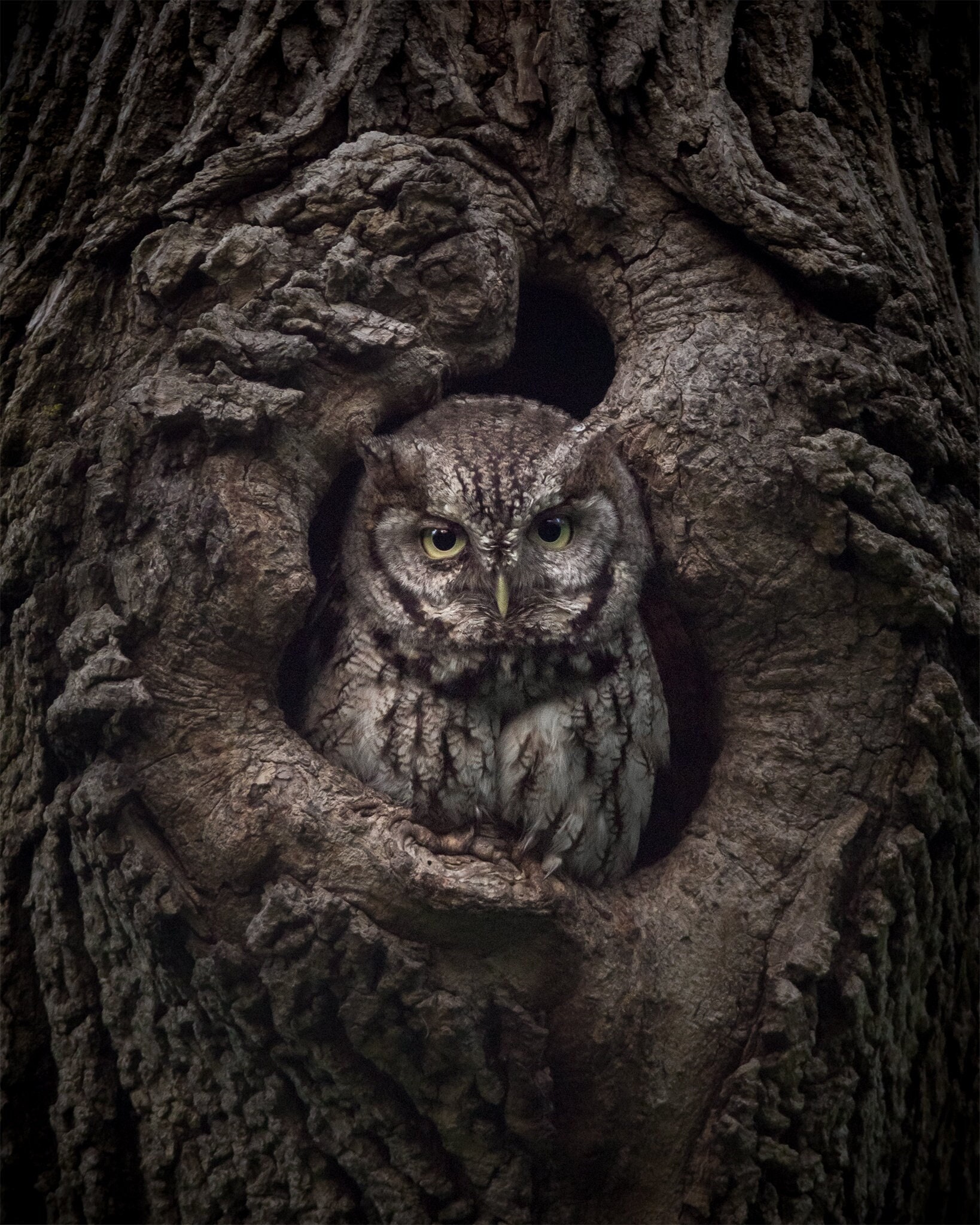 Eastern Screech Owl Camouflage Photo Print | Wildlife Wall Art | Owl Decor | Massachusetts Nature