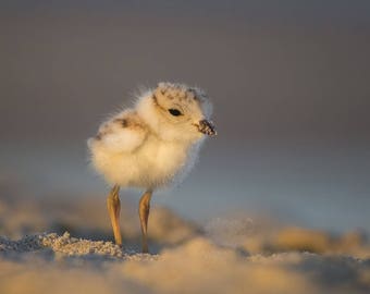Piping Plover Chick - Parker River Wildlife Refuge, Sandy Point Reservation, Massachusetts - Bird Photo Print - Free Shipping