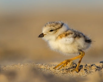 Piping Plover Chick Scurrying - Parker River Wildlife Refuge, Sandy Point Reservation, Massachusetts - Bird Photo Print - Free Shipping