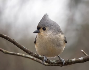 Tufted Titmouse - Mass Audubon Ipswich River Wildlife Sanctuary, Massachusetts - Bird Photo Print - Free Shipping