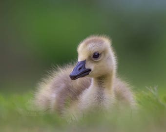 Canada Gosling Resting in a Meadow - Massachusetts - Bird Photo Print - Free Shipping