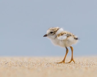 Piping Plover Juvenile - Parker River Wildlife Refuge, Sandy Point Reservation, Massachusetts - Bird Photo Print - Free Shipping