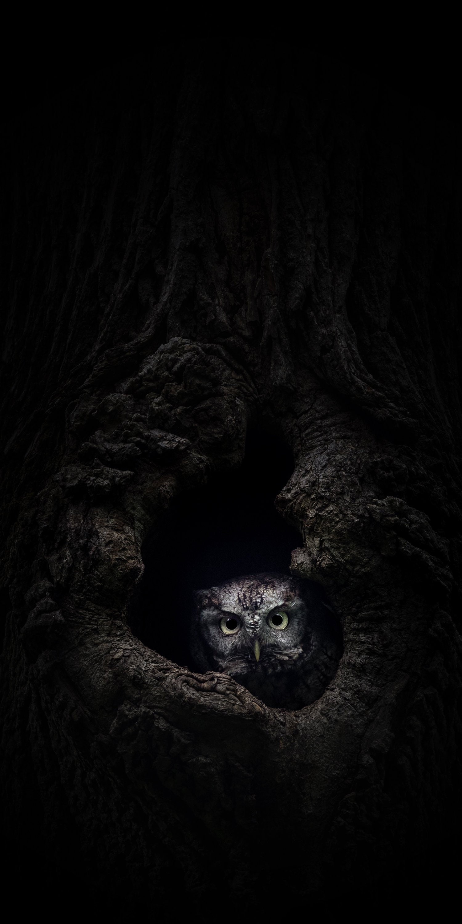 Eastern Screech Owl - Gray Morph - Owl Photo Print - Limited Edition