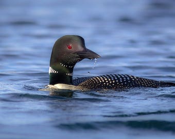 Common Loon in Morning Light on the Quabbin Reservoir - Massachusetts - Bird Photo Print - Free Shipping