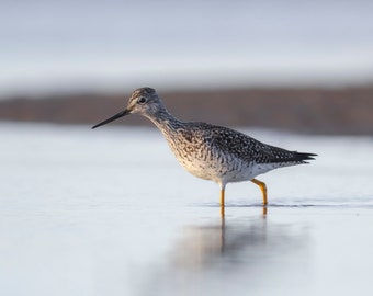 Greater Yellowlegs - Salisbury Beach State Reservation, Massachusetts - Bird Photo Print - Free Shipping