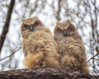 Great Horned Owlets - Mass Auduon Habitat Wildlife Sanctuary, Massachusetts - Bird Photo Print - Free Shipping