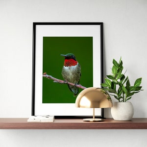 Ruby Throated Hummingbird Male Mass Audubon Ipswich River Wildlife ...