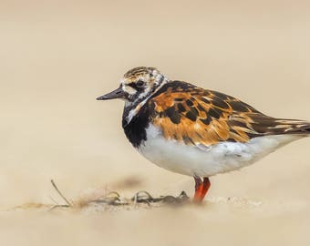 Ruddy Turnstone - Parker River Wildlife Refuge, Sandy Point Reservation, Massachusetts - Bird Photo Print - Free Shipping