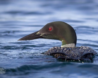 Common Loon on the Quabbin Reservoir - Massachusetts - Bird Photo Print - Free Shipping
