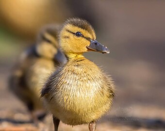 Mallard Ducklings in a Row - Horn Pond, Massachusetts - Bird Photo Print - Free Shipping