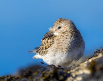 Least Sandpiper - Salisbury Beach State Park, Massachusetts - Bird Photo Print - Free Shipping