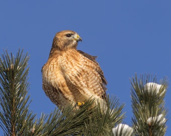 Red-Tailed and Red-Shouldered Hawk Hybrid - Massachusetts - Bird Photo Print - Free Shipping