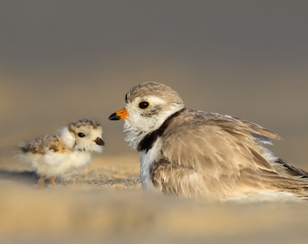 Piping Plover Chick Returning to Mom - Parker River Wildlife Refuge, Sandy Point, Massachusetts - Bird Photo Print - Free Shipping