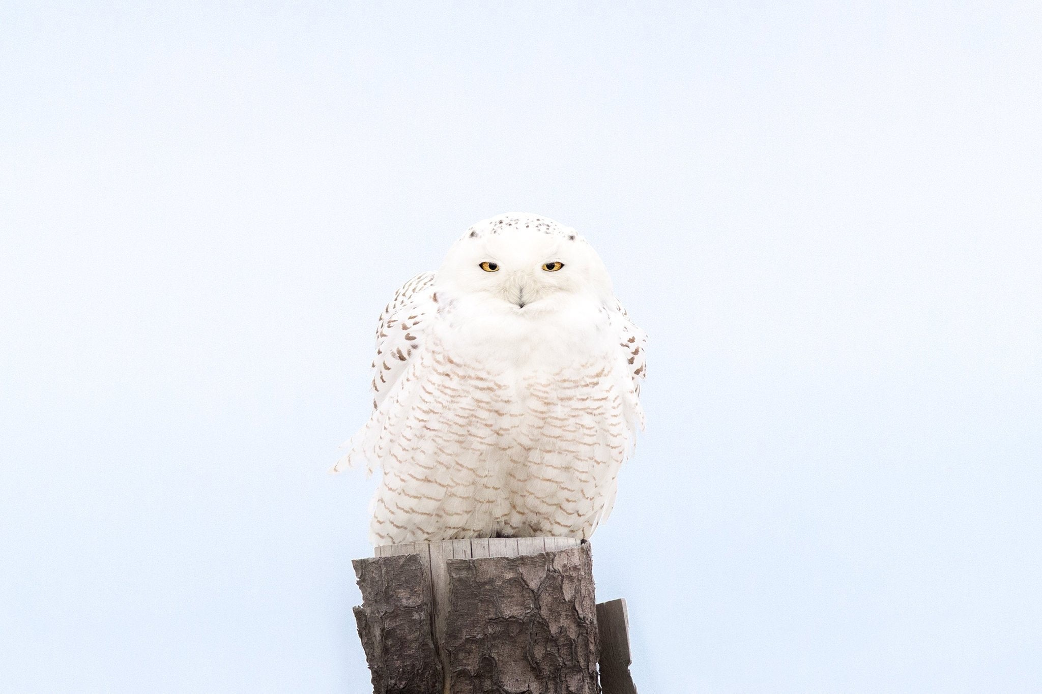Snowy Owl With a Sharp Stare - Duxbury Beach, Massachusetts - Bird Photo Print - Free Shipping