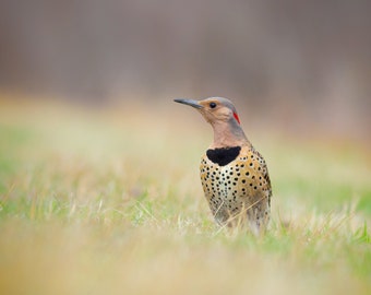 Yellow Shafted Flicker - Parker River Wildlife Refuge, Massachusetts - Bird Photo Print - Free Shipping