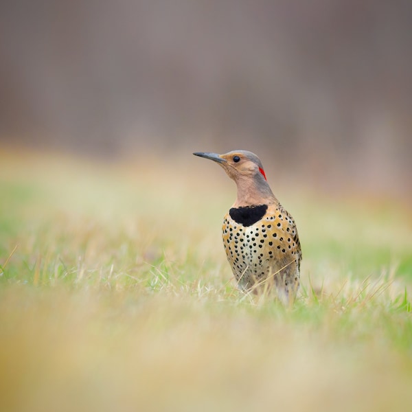 Yellow Shafted Flicker - Parker River Wildlife Refuge, Massachusetts - Bird Photo Print - Free Shipping