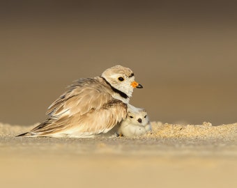 Piping Plover Chick Leaves Mom to Explore - Parker River Wildlife Refuge, Sandy Point, Massachusetts - Bird Photo Print - Free Shipping