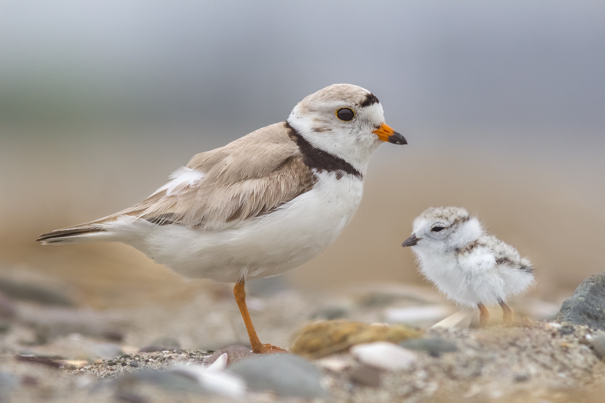 Piping Plover Chick and Adult Parent - Revere Beach, Massachusetts