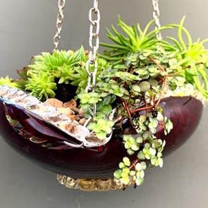 May include: A hanging planter filled with various green succulents and small plants. The dark burgundy-colored bowl has a decorative rim and is suspended by silver chains. The plants are a mix of textures and shades of green.