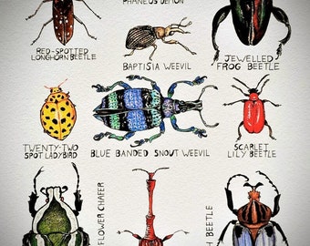 Beetle Specimen Signed Art Print -  insect specimen art home decor - beetle home decor - dark acedemia art print- goblincore art decor