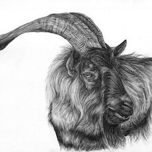 Highland Ziege signiert Giclee Art Print - Black Phillip - the vvitch - Farm Animal Art - Goat Art - dark acedemia - Wildlife Art - Cottagecore
