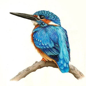 Kingfisher Signed Giclee Art Print -  colourful bird painting art - wildlife decor - animal wall decor - kingfisher painting